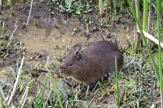 Image of Montane Guinea Pig