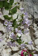 Image of Campanula mirabilis Albov