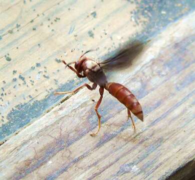 Image de Polistes veracrucis Richards 1978