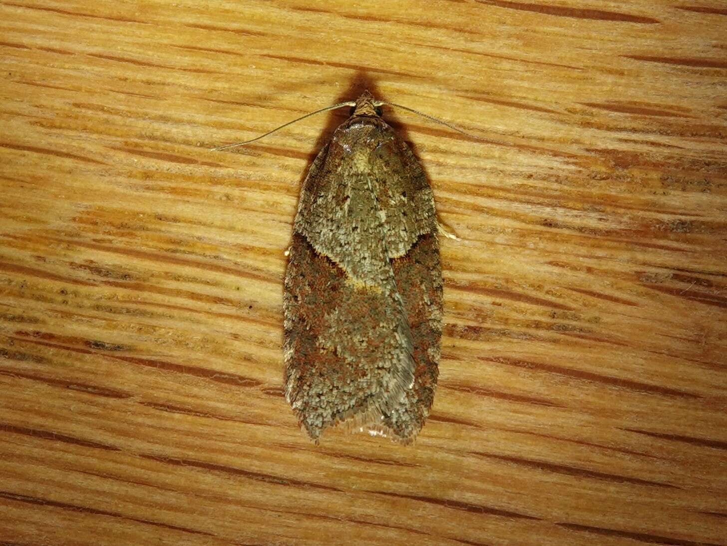 Acleris maccana Treitschke 1835的圖片