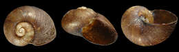 Image of Paryphantopsis nucella Slapcinsky 2007