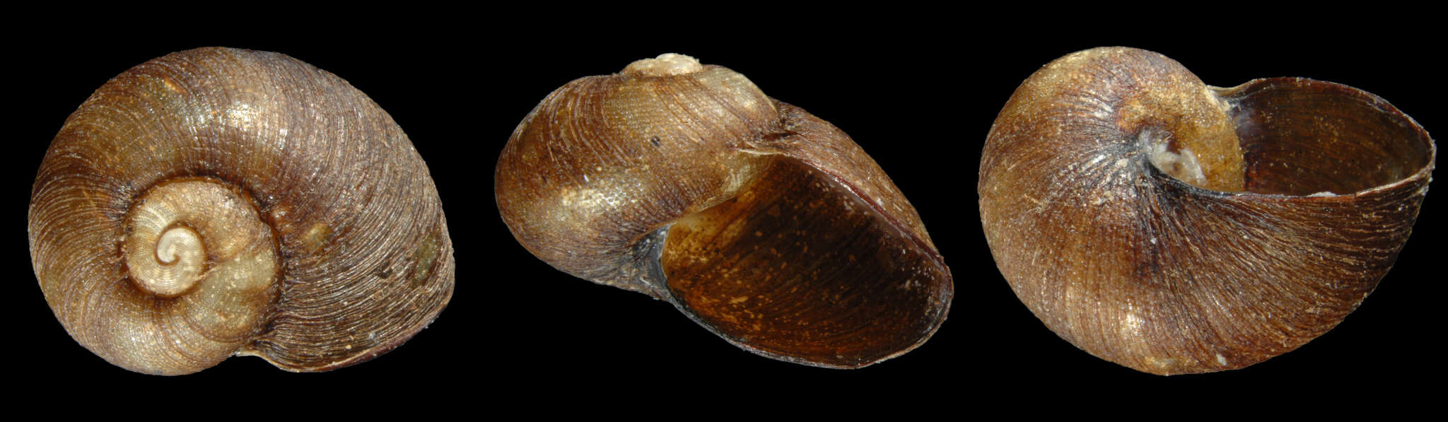 Image of Paryphantopsis nucella Slapcinsky 2007