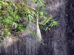 Image of Baya Weaver