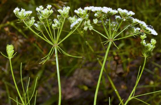 Image of Laceflower