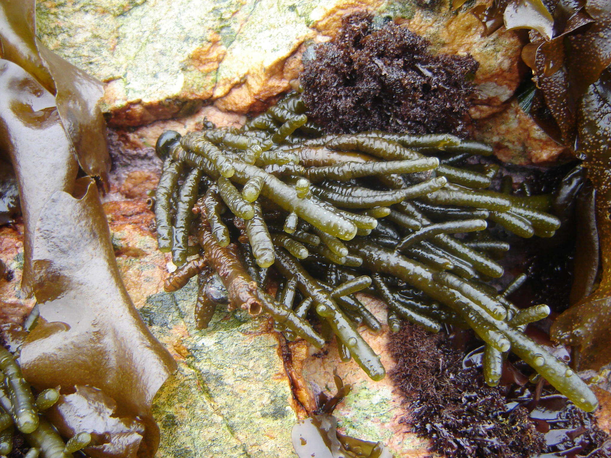 Image of Splachnidium rugosum