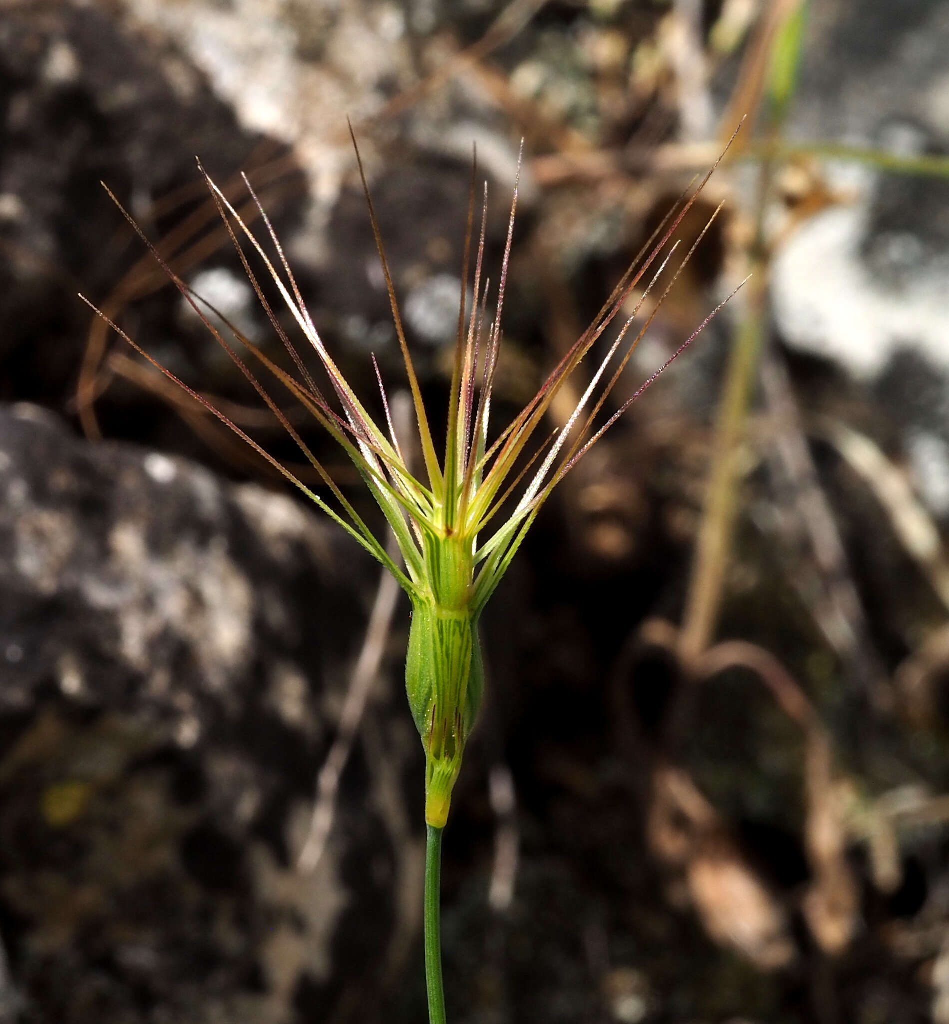 Image of ovate goatgrass