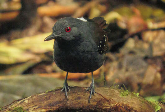 Image of Dull-mantled Antbird