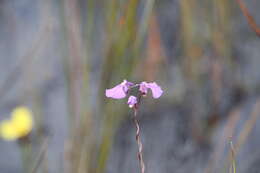 Image de Utricularia volubilis R. Br.