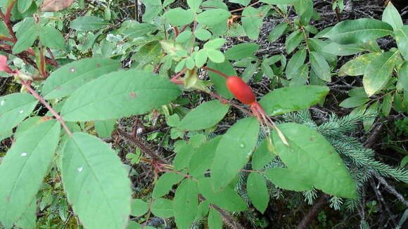 صورة Rosa acicularis subsp. sayi (Schwein.) W. H. Lewis