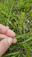 Image of meadow death camas