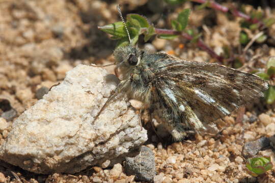 Pyrgus andromedae Wallengren 1853 resmi