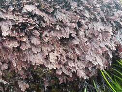 Image of Corallina officinalis var. chilensis