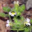 Plancia ëd Chaenorhinum villosum subsp. granatensis (Willk.) Valdés