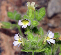 Sivun Chaenorhinum villosum subsp. granatensis (Willk.) Valdés kuva