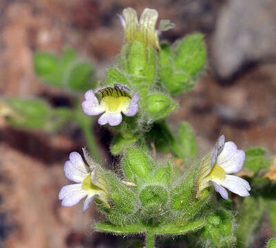 Image de Chaenorhinum villosum (L.) Lange