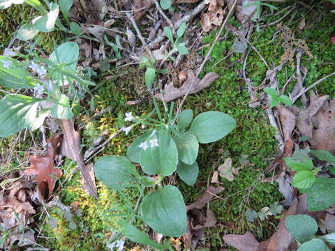 Image of Houstonia longifolia var. tenuifolia (Nutt.) Alph. Wood