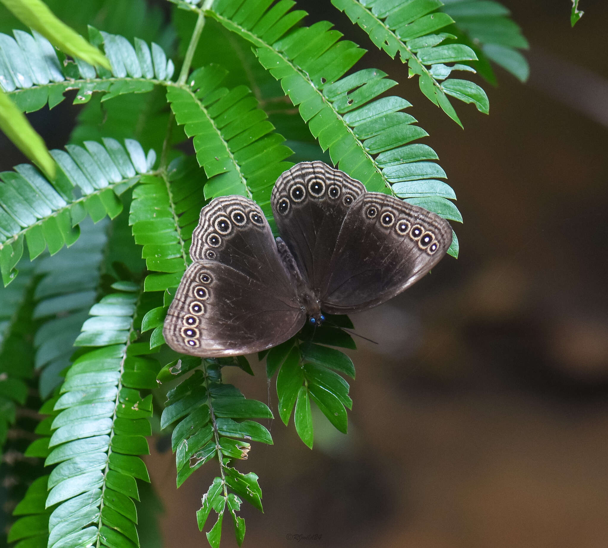 Imagem de Ethope himachala Moore 1857