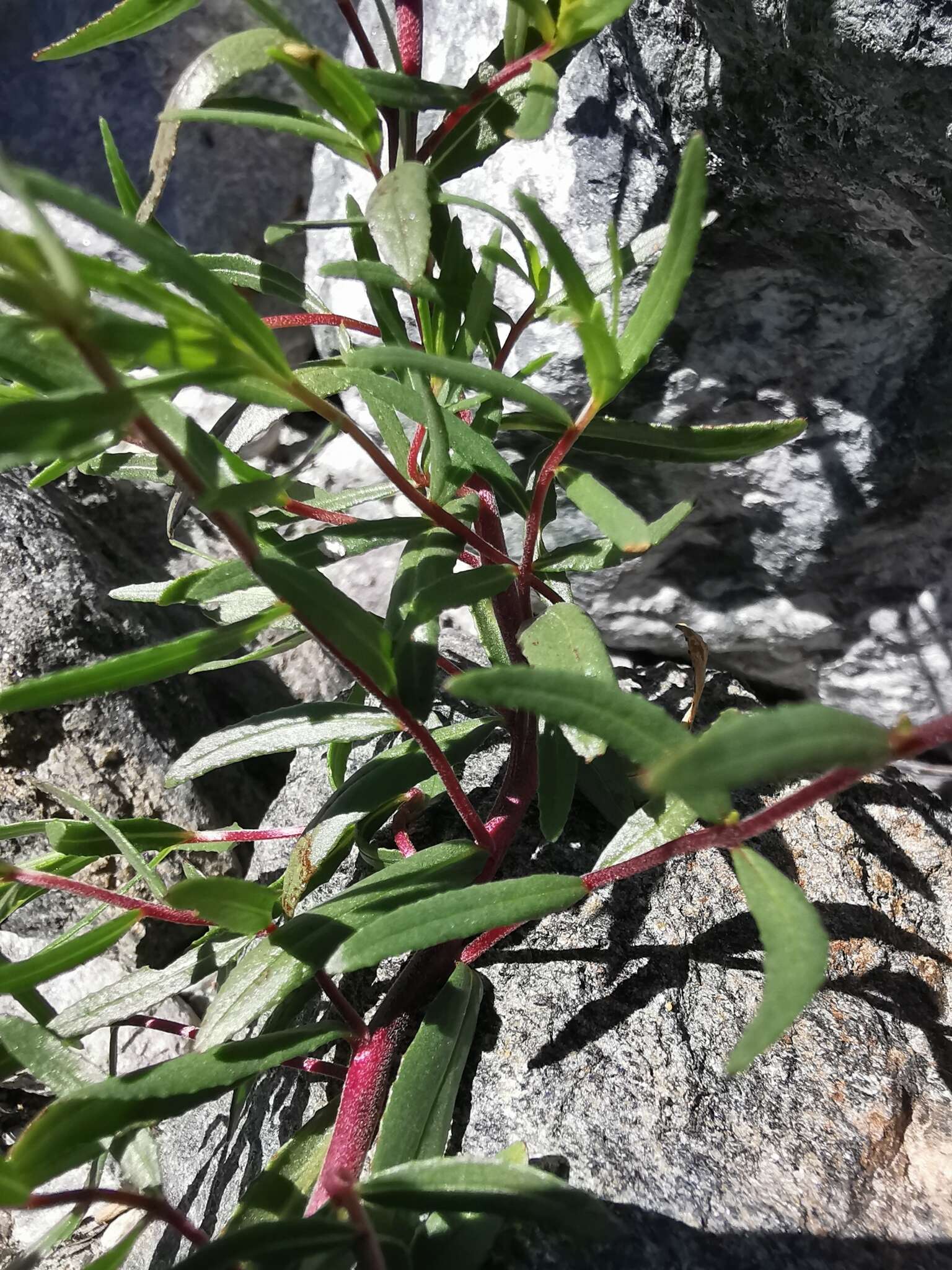 Image of Epilobium fleischeri Hochst.