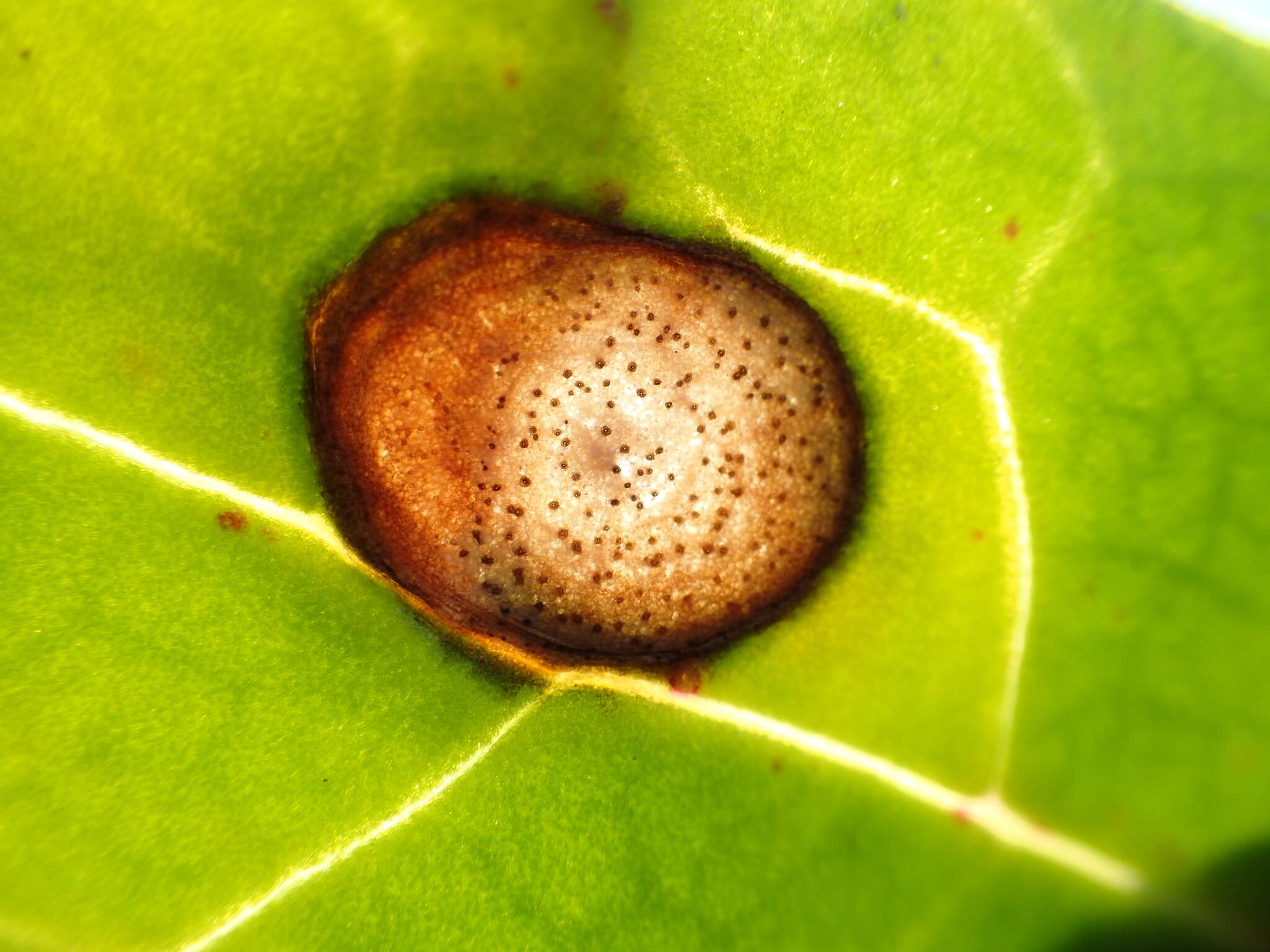 Image of Neocamarosporium calvescens (Fr. ex Desm.) Ariyaw. & K. D. Hyde 2015