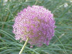 Image of Allium giganteum Regel