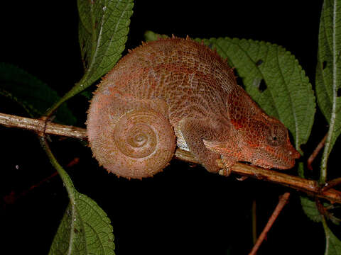 Image of Short-horned Chameleon