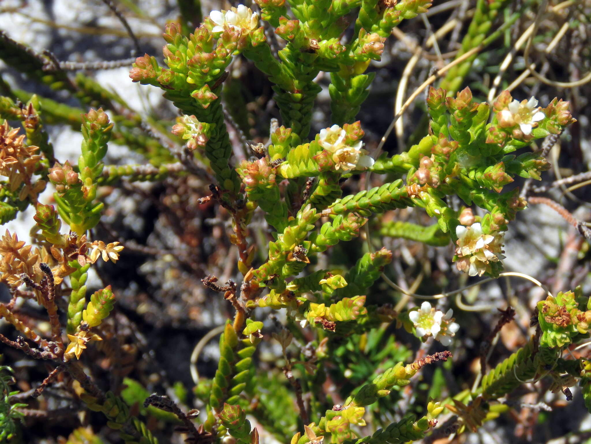 Image of Diosma oppositifolia L.