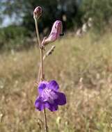 Image de Penstemon dasyphyllus A. Gray