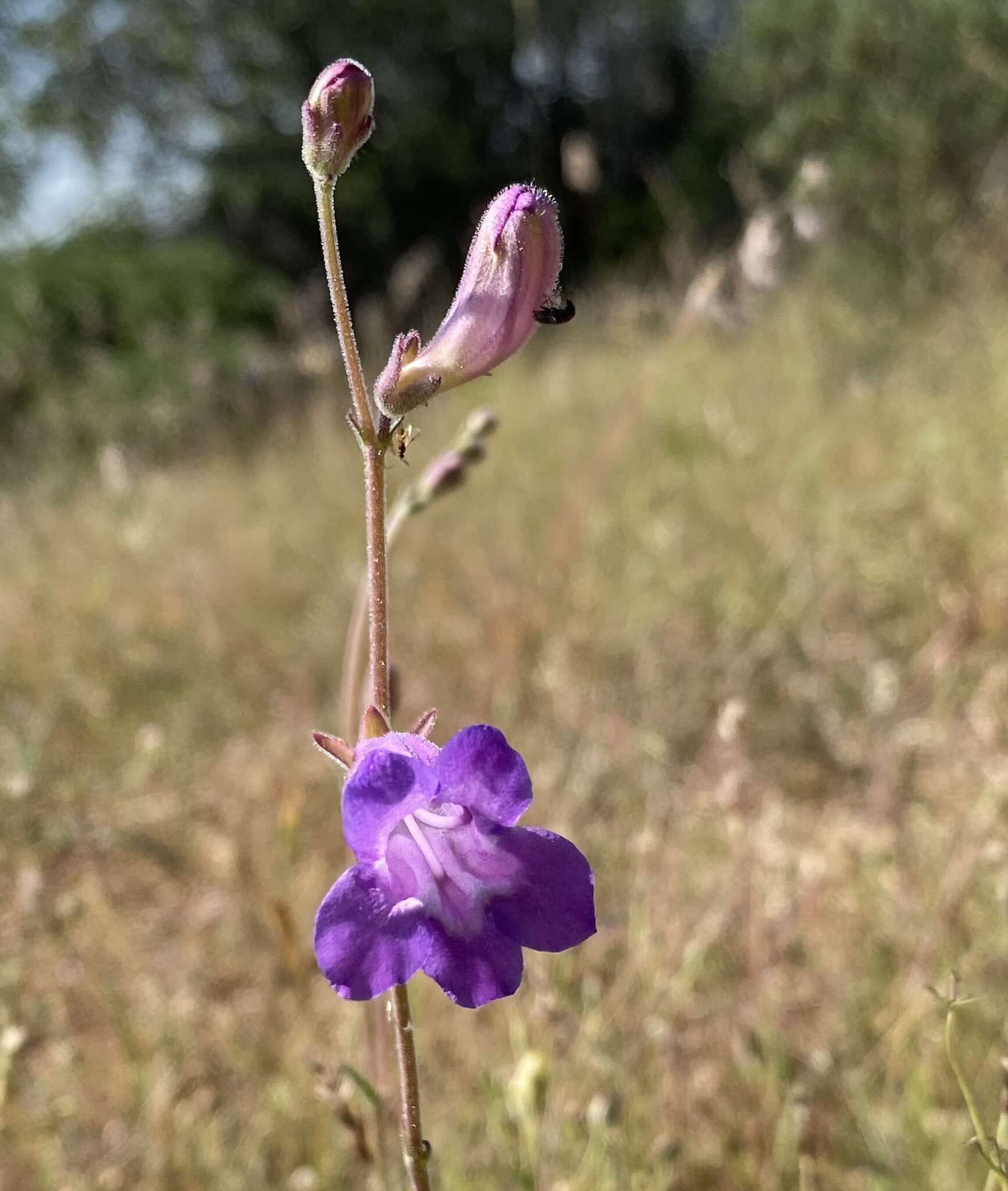 Image de Penstemon dasyphyllus A. Gray