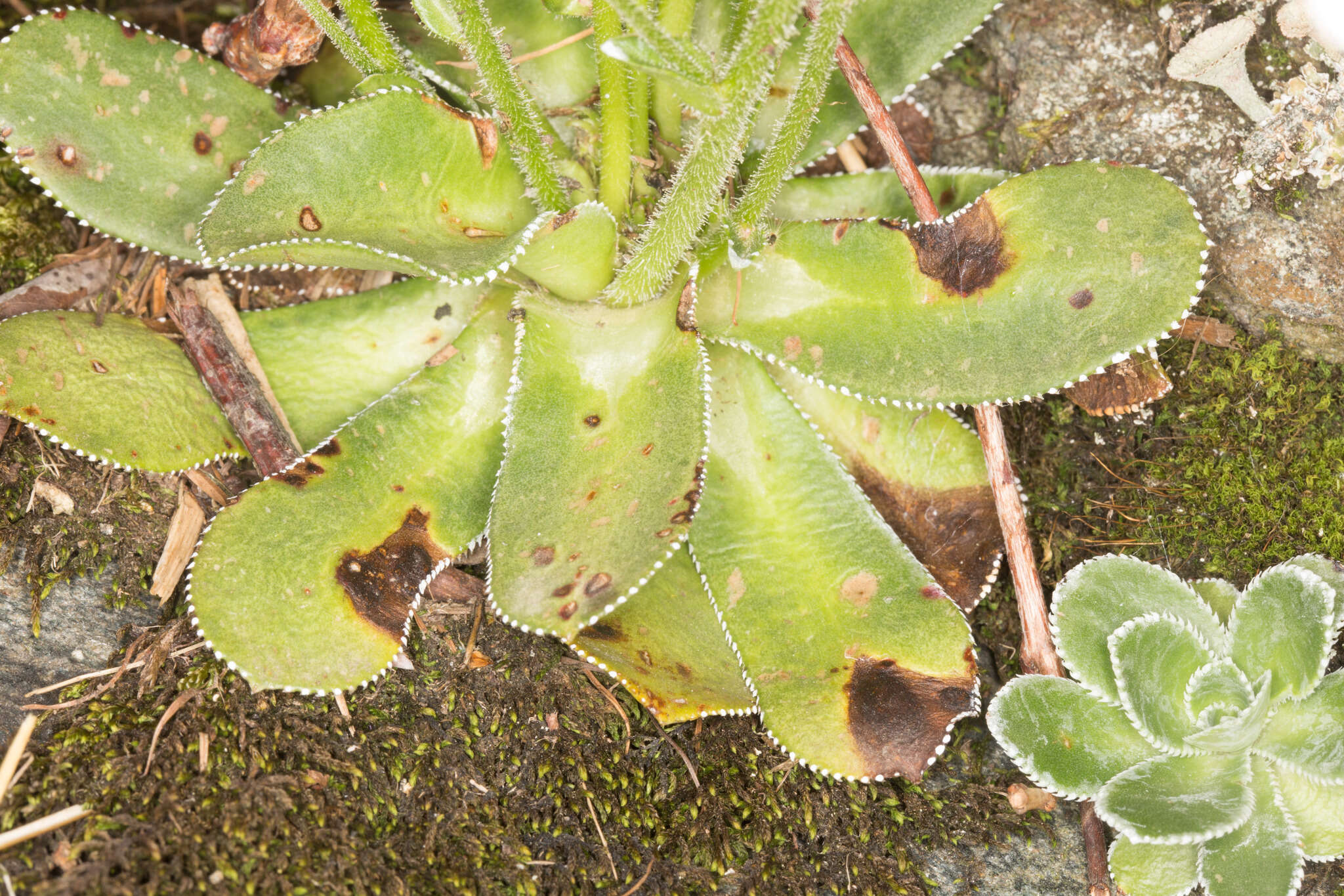 Image de Saxifraga cotyledon L.