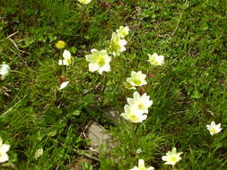 Imagem de Pulsatilla alpina (L.) Delarbre