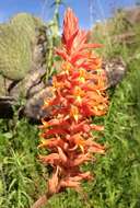 Image of lady's tresses