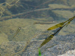 Image of Blue Panchax