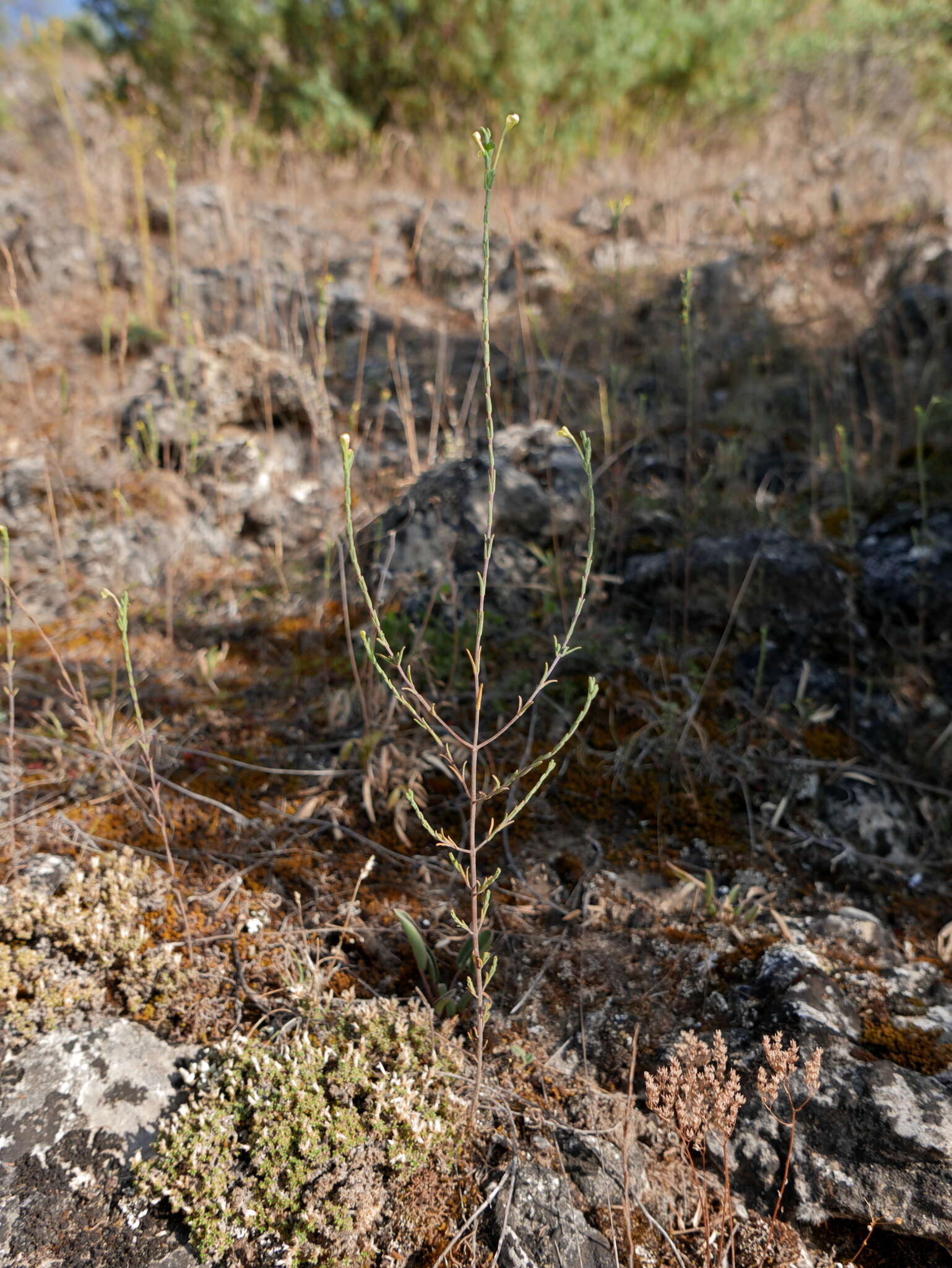 Image de Macrosyringion longiflorum (Vahl) Rothm.