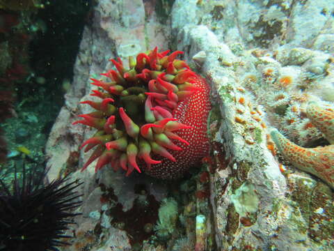 Image of Cribrinopsis albopunctata Sanamyan & Sanamyan 2006