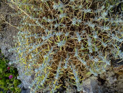 Слика од Achillea cretica L.