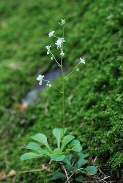 Image of Saxifraga cuneifolia L.