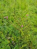 Слика од Pedicularis grandiflora Fisch.