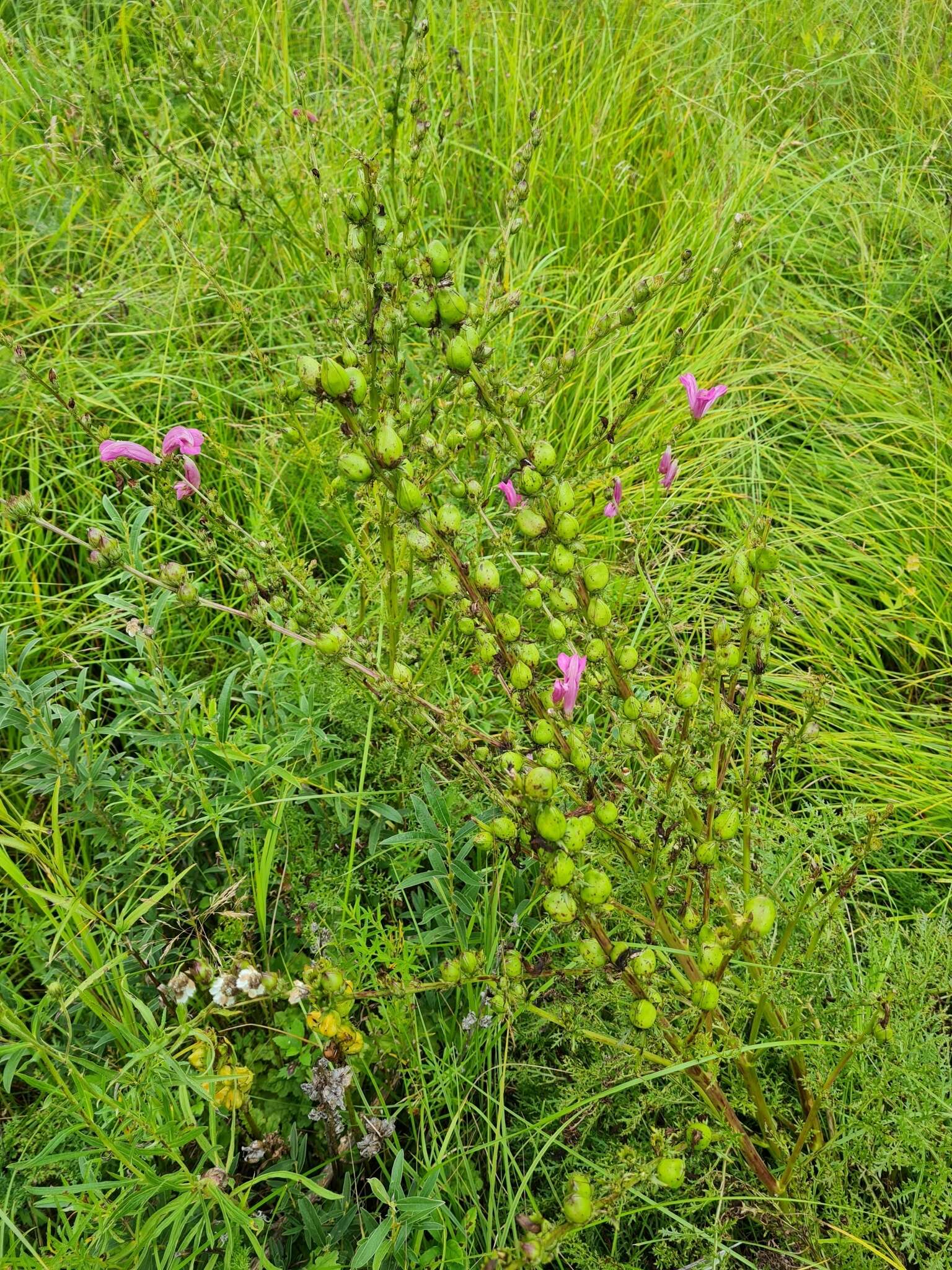 Слика од Pedicularis grandiflora Fisch.