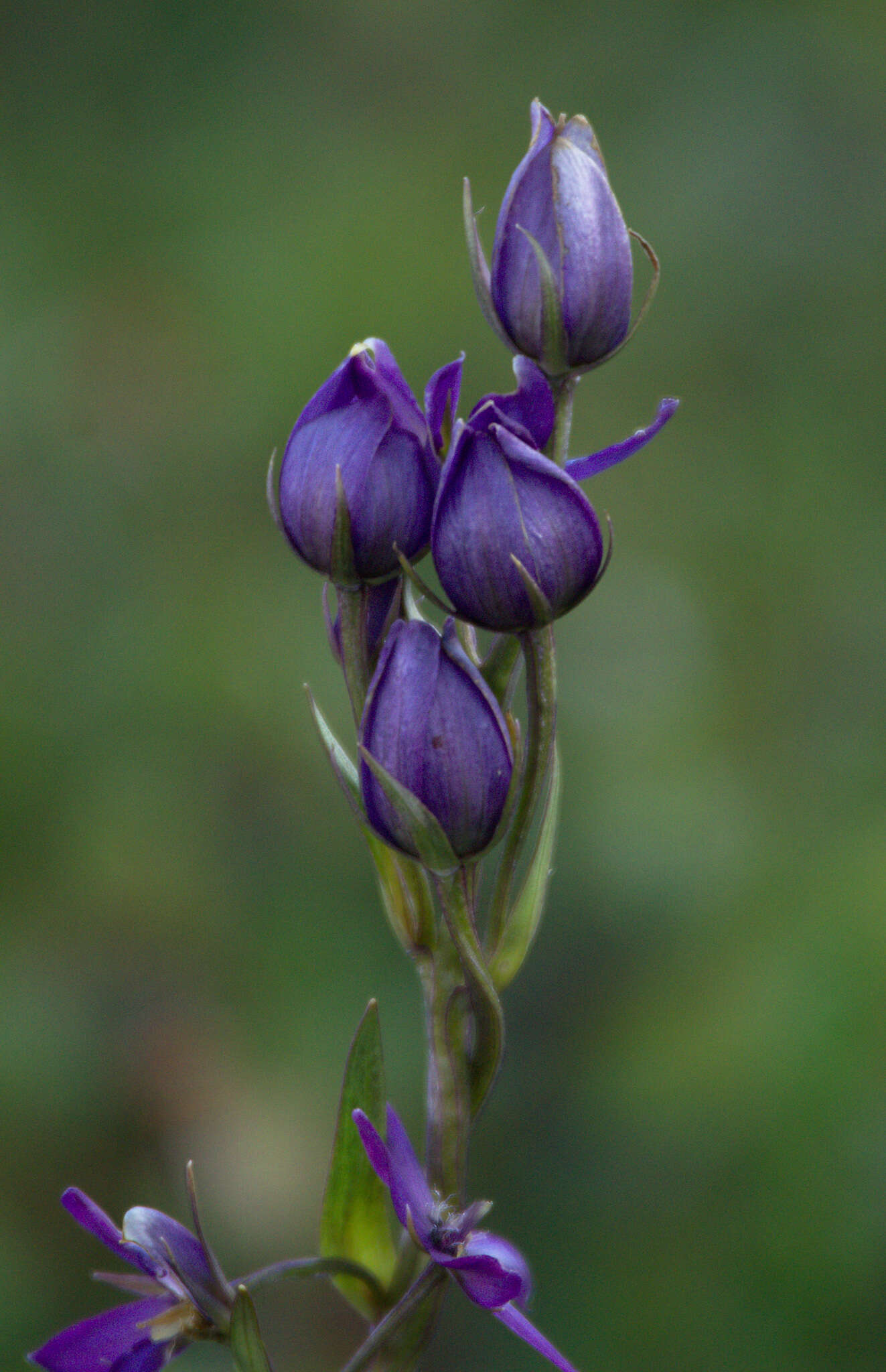 Image de Swertia obtusa Ledeb.