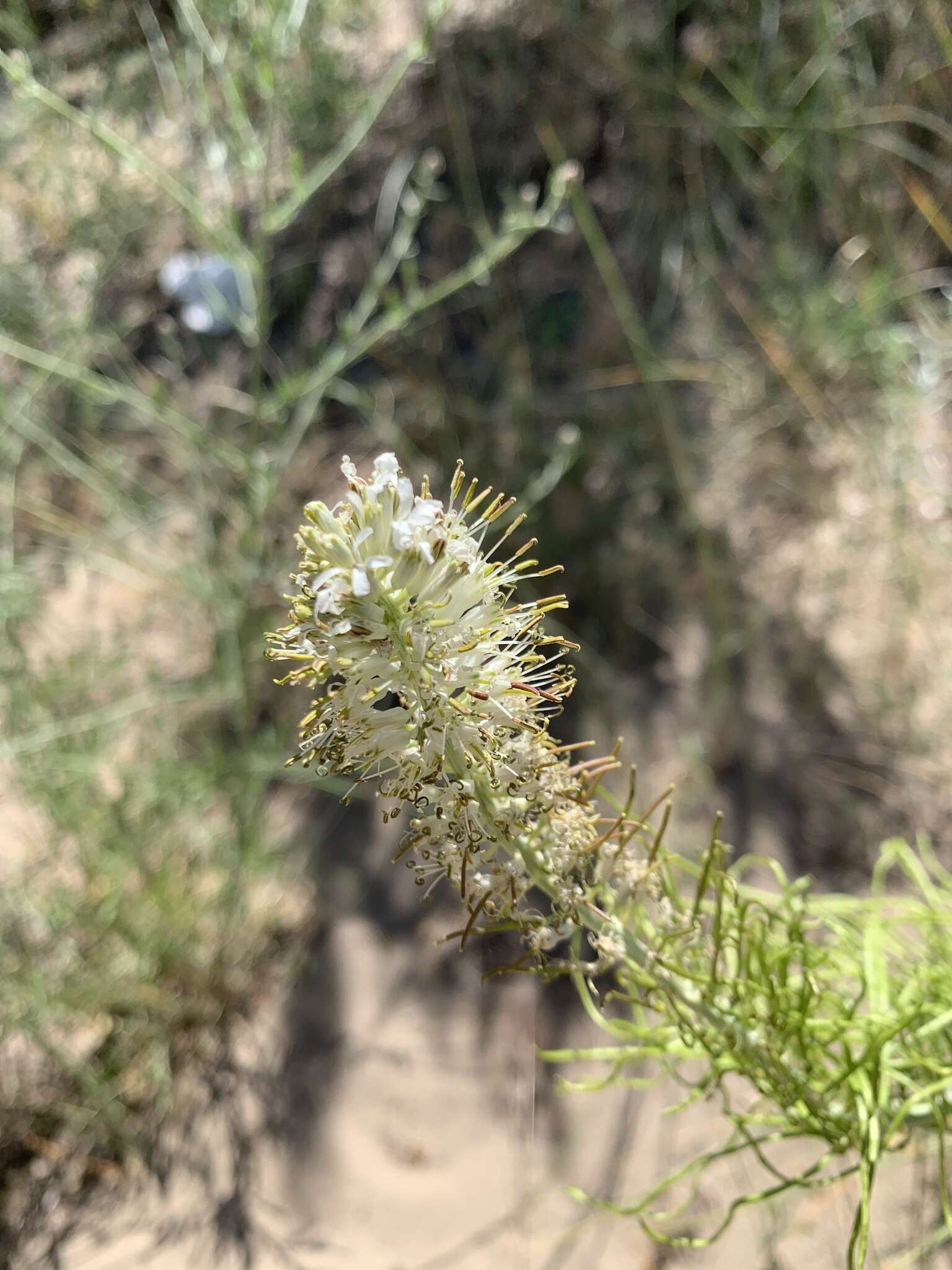 Слика од Thelypodium milleflorum A. Nelson