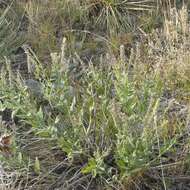 Image of western marbleseed