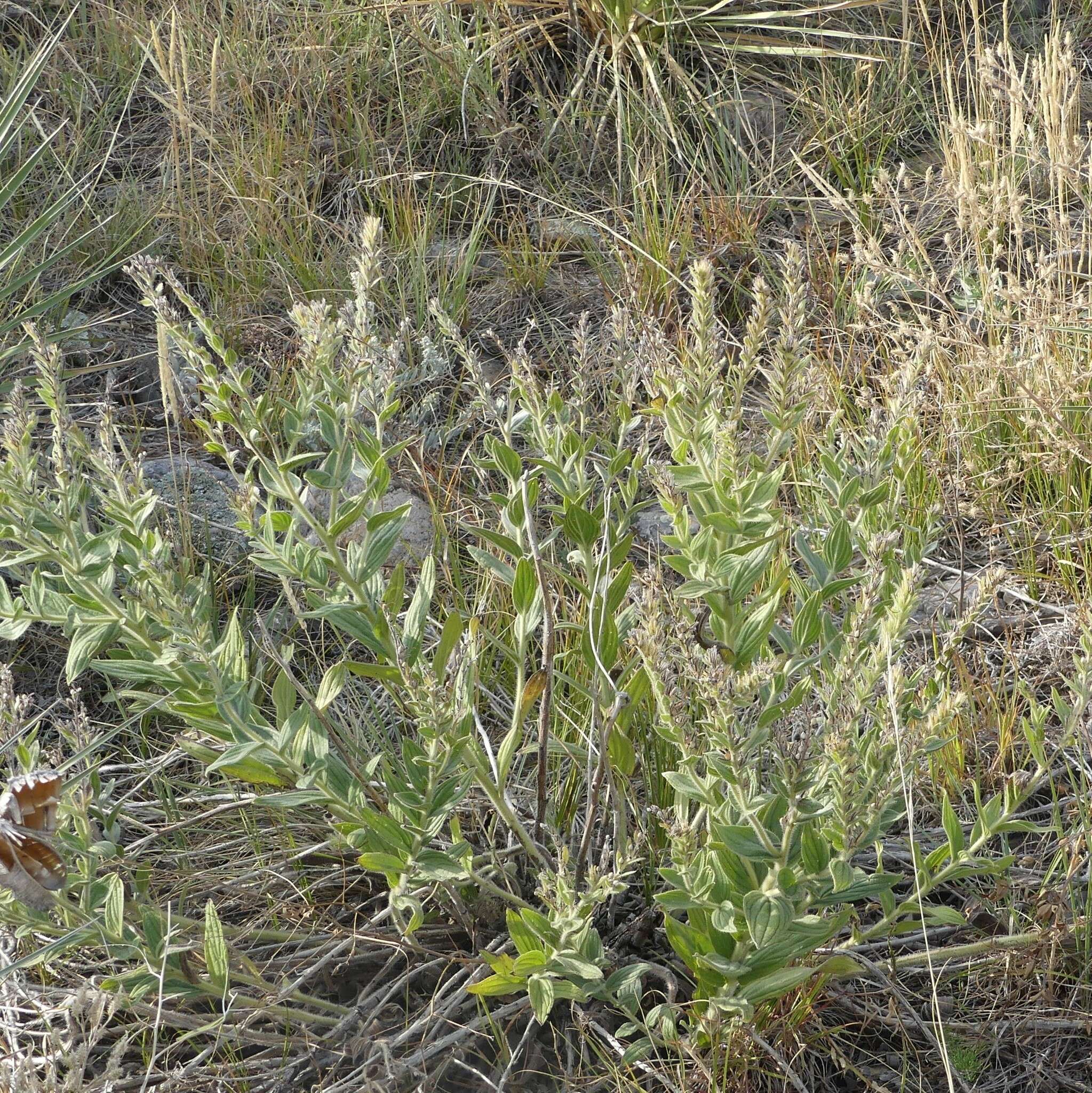 Image of western marbleseed