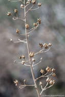 Image of desert figwort