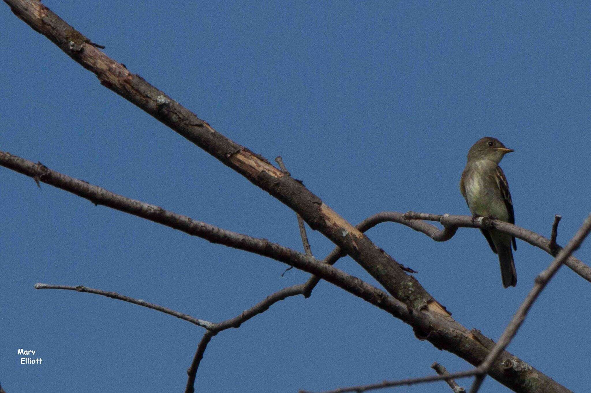 Image of Eastern Wood Pewee