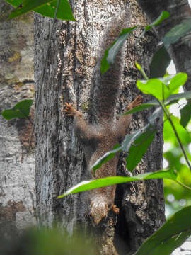 Image of Red-legged Sun Squirrel