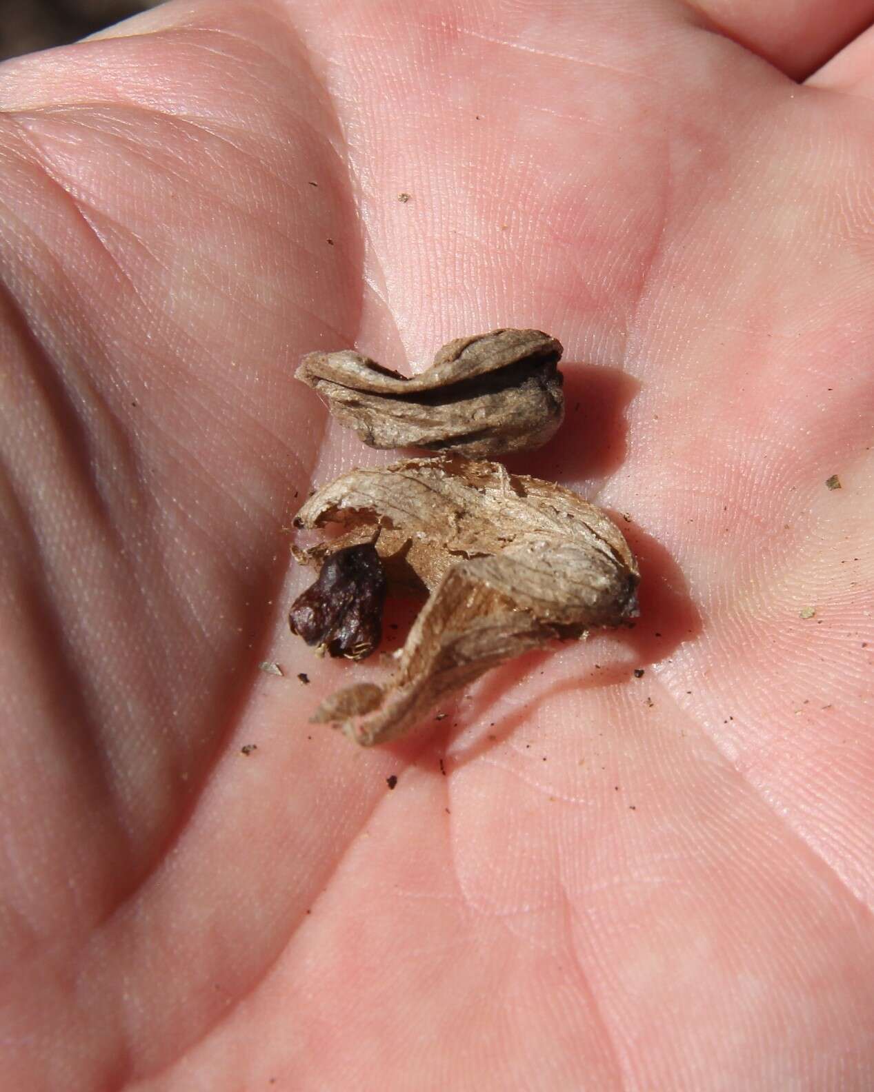 Image of Cordia saccellia Gottschling & J. S. Mill.