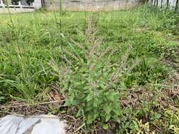 Image of Salvia plebeia R. Br.