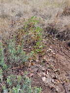 Sivun Tylosema esculentum (Burch.) A. Schreib. kuva