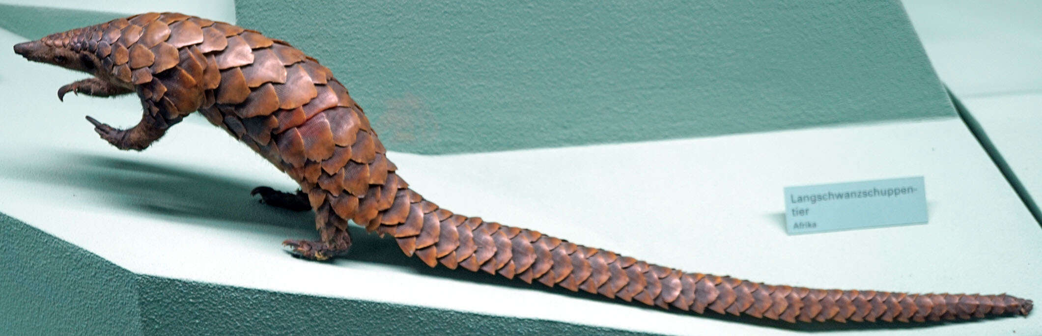 Image of Long-tailed Pangolin