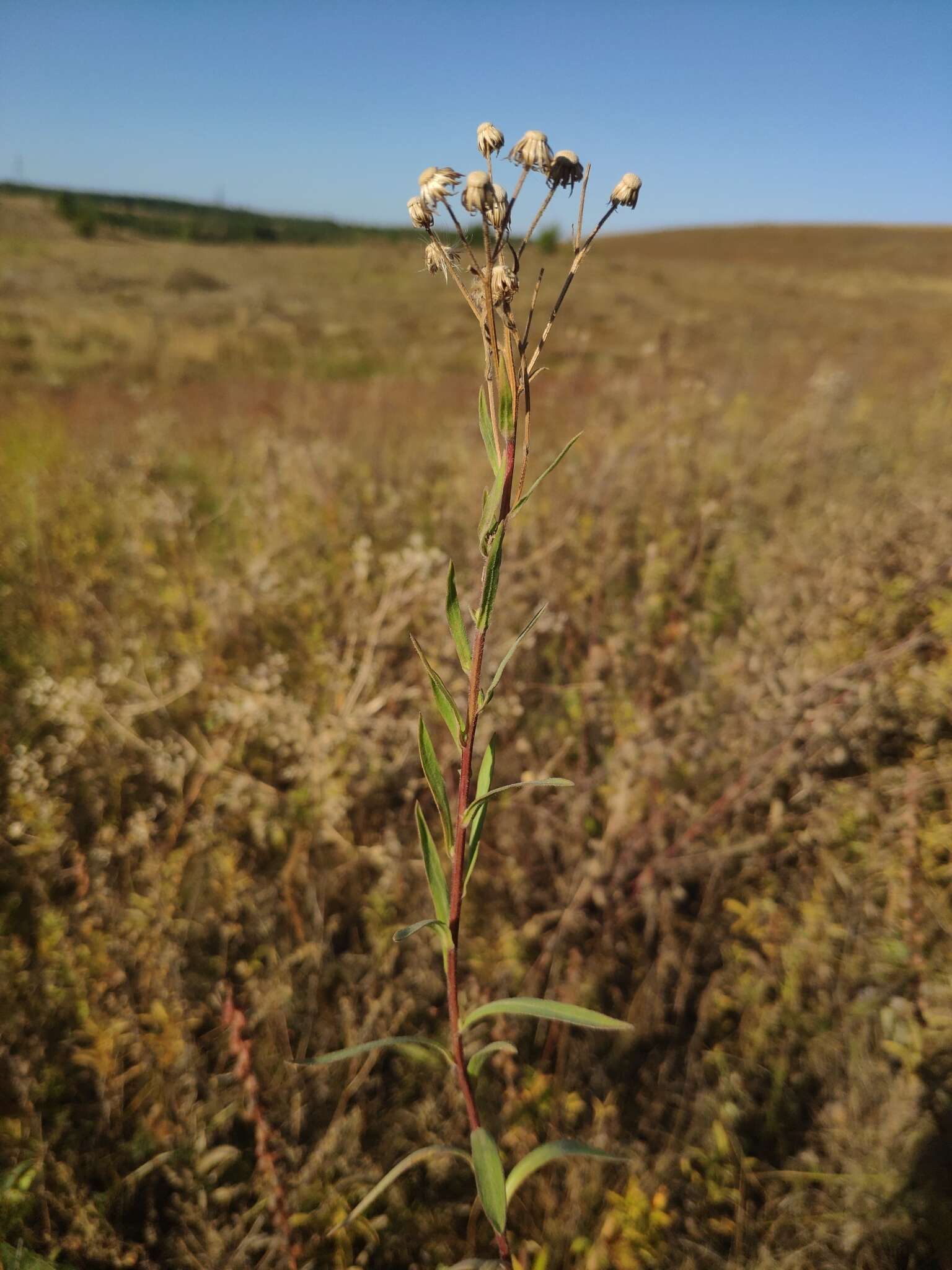 Plancia ëd Erigeron acris subsp. podolicus (Bess.) Nym.